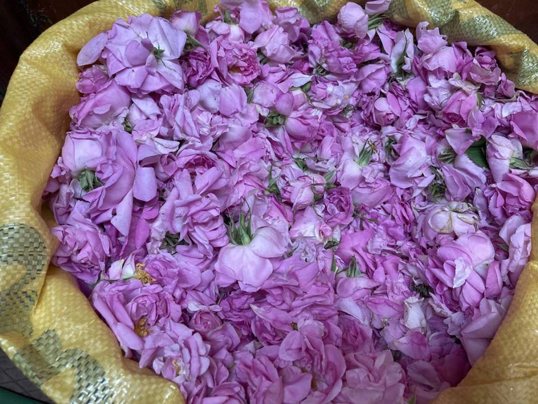 Göl manzaralı, gül kokulu bahçelerde hasat keyfi! Litresini 12 bin euroya satıyorlar 1